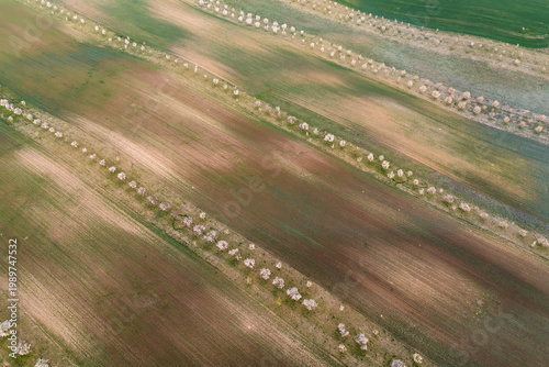 n
A row of blossoming white cherry trees stretches across the rolling green hills and precisely tilled brown fields of South Moravia, creating a striking contrast of colors and textures in the spring 