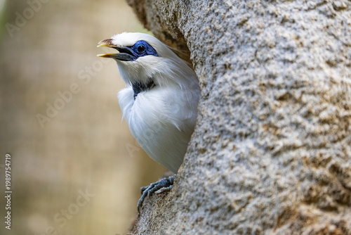 A rare and beautiful Bali Myna (Leucopsar rothschildi) peeks from its tree cavity, a stunning example of endangered avian wildlife