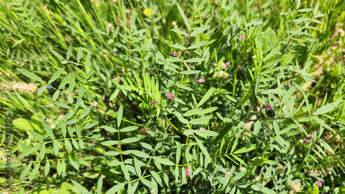 Bild auf Leinwand Common Vetch (Vicia sativa), a nitrogen-fixing leguminous herb often used as fod