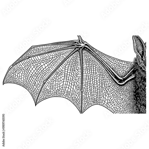 Detailed illustration of a bat's wing with fur texture and spread wings in profile view