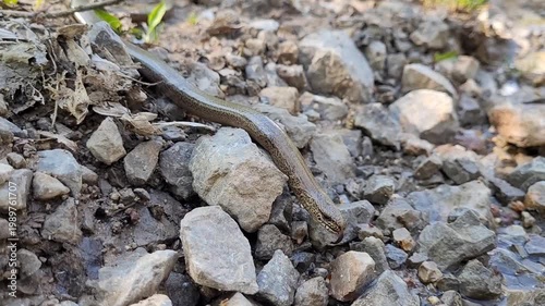 Slow worm in nature (Anguis fragilis)