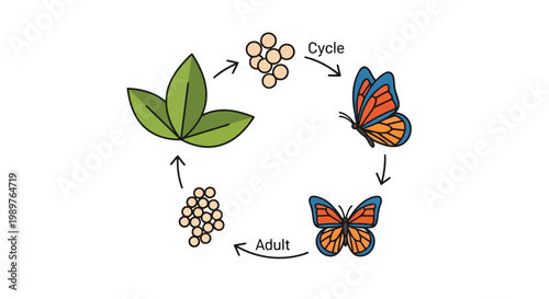 Butterfly life cycle stages illustration with arrows and labels isolated on white background