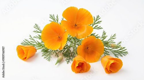 Orange California poppy flowers, vibrant spring wildflower bloom, delicate petals and green foliage for nature design isolated PNG with Transparent Background