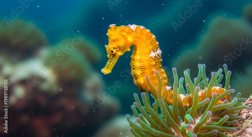 Yellow seahorse underwater in a coral reef environment with tropical fish and blue ocean background