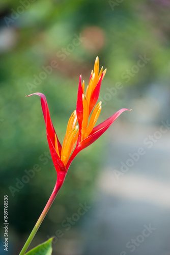 Orange Heliconia psittacorum parrots beak flower.