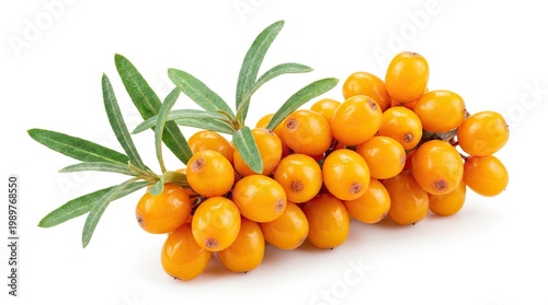 Fresh sea buckthorn berries branch, orange autumn superfood fruit cluster with green leaves for nutrition concept isolated PNG with Transparent Background