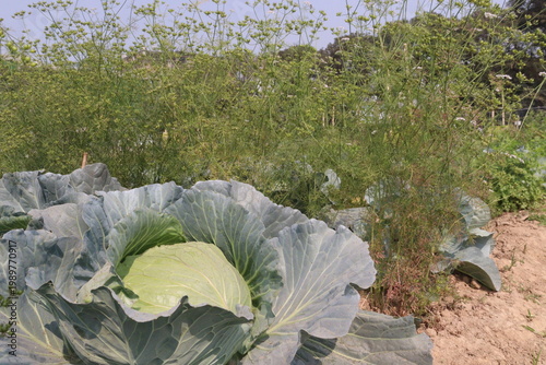 cabbage and coriander on farm for harvest are cash crops