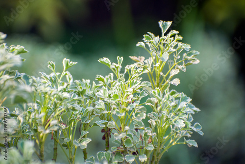Green Polyscias fruticosa ming aralia foliage.