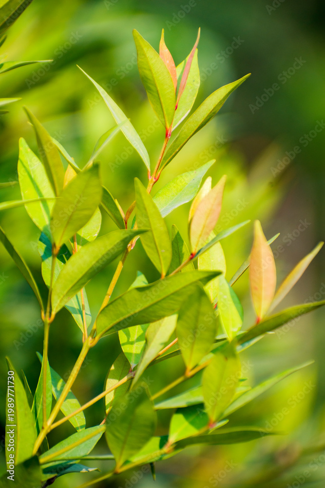 Obraz premium Red and green Syzygium myrtifolium kelat paya leaves.