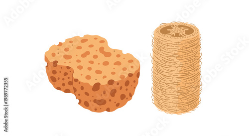 A vector illustration of two natural sea sponges on a white background