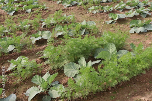 carrot and cabbage on farm for harvest are cash crops