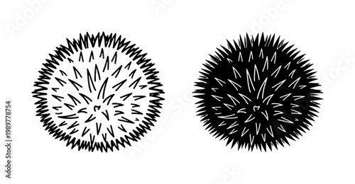 Sea urchin vector illustration set, hand drawn marine animal icons, black and white nautical line art, spiky ocean creature sketches