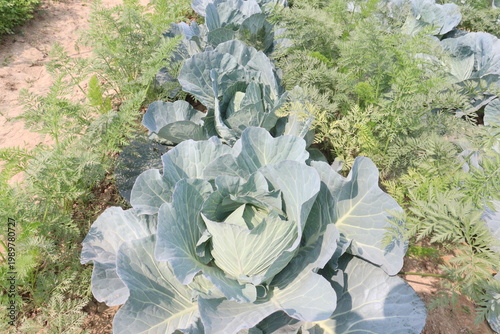 carrot and cabbage on farm for harvest are cash crops