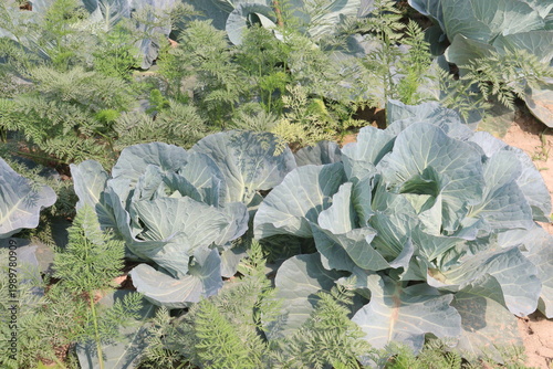 carrot and cabbage on farm for harvest are cash crops