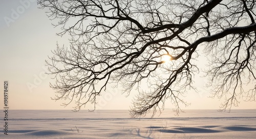Bare Tree Branches Against Winter Sky With Sun