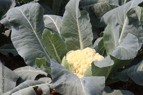 Cauliflower seedling on farm for harvest