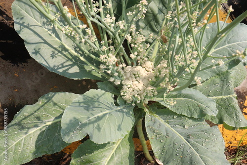 Cauliflower seedling on farm for harvest
