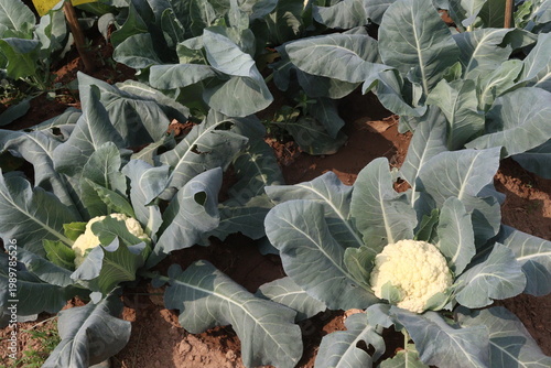 Cauliflower seedling on farm for harvest