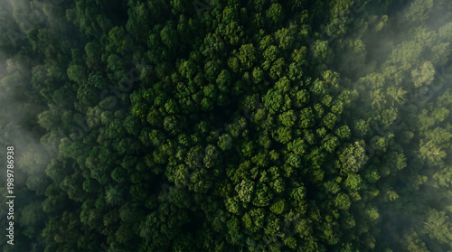 Aerial view of a dense forest with misty atmosphere and lush green trees