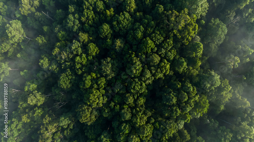 Aerial view of a dense and vibrant forest with sunlight filtering through the trees
