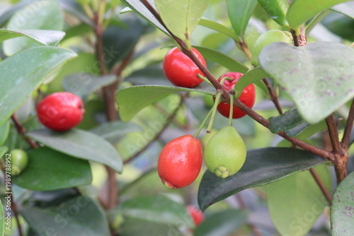 Cedar Bay Cherry, Eugenia reinwardtiana, Australian Beach Cherry, beach cherry, mountain stopper fruit plant