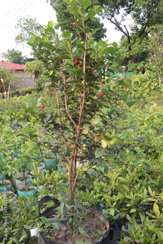 Cedar Bay Cherry, Eugenia reinwardtiana, Australian Beach Cherry, beach cherry, mountain stopper fruit plant
