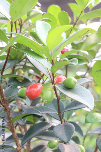 Cedar Bay Cherry, Eugenia reinwardtiana, Australian Beach Cherry, beach cherry, mountain stopper fruit plant