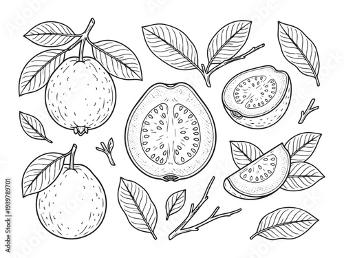 Guava fruit set vector illustration isolated on transparent background.