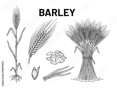 Barley cereal plant with grains and wheat sheaf bundle hand drawn vector illustration botanical set.