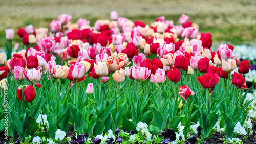 Aufblühende Tulpen auf einer Wiese