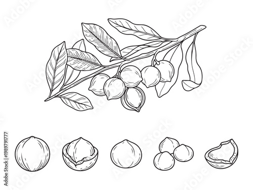 Macadamia nut vector illustration, detailed botanical drawing of branch with leaves and nuts.