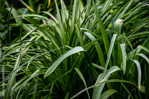 Nahaufnahme von frischen Grashalmen, mit Morgentau bedeckt