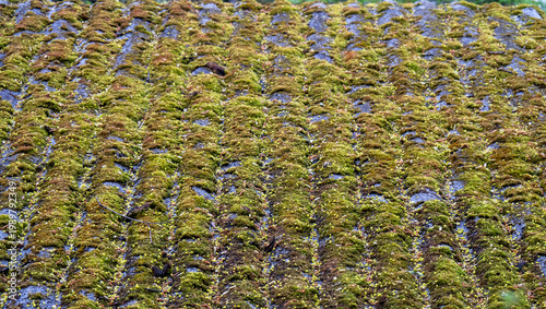 Mit Moos bewachsene Dachziegel eines Hauses