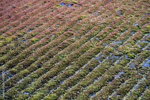 Mit Moos bewachsene Dachziegel eines Hauses