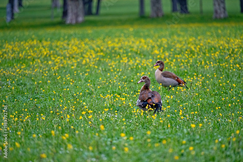 Zwei Nilgänse schreiten durch eine grüne, blühende Wiese