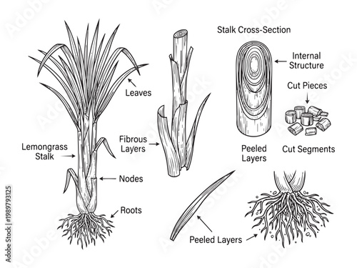 Lemongrass stalk with leaves and roots and various cutting techniques vector illustration.