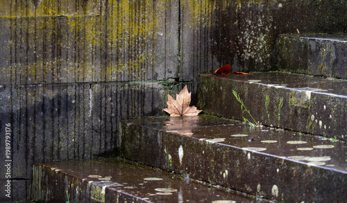 Laub liegt auf einer feuchten Natursteintreppe im Park