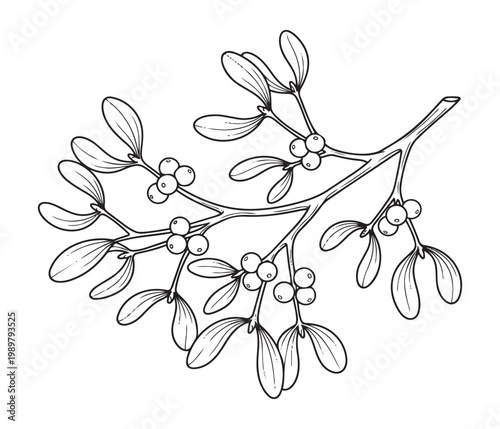Mistletoe branch with berries and leaves botanical sketch isolated on white vector illustration art.