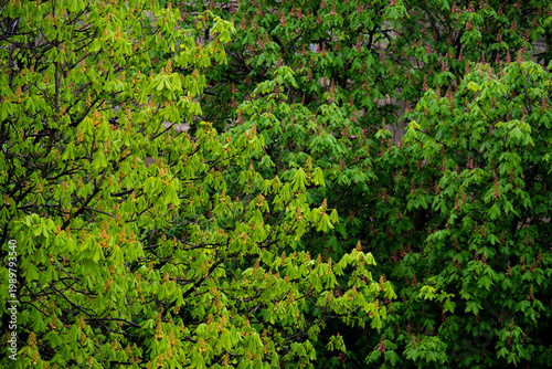 Nahaufnahme einer üppig blühenden Kastanie