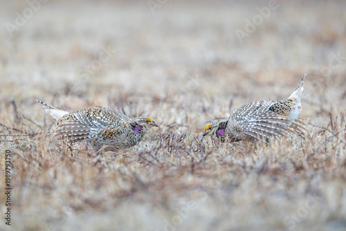 Male Sharp-Tailed Grouse in head-to-head courtship display on lek