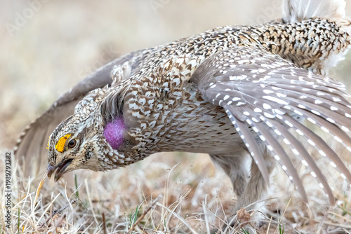 Close-up of Sharp-Tailed Grouse displaying yellow eyebrow comb and purple throat sacs