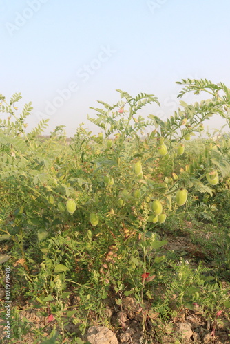 Chickpea plant on farm for harvest