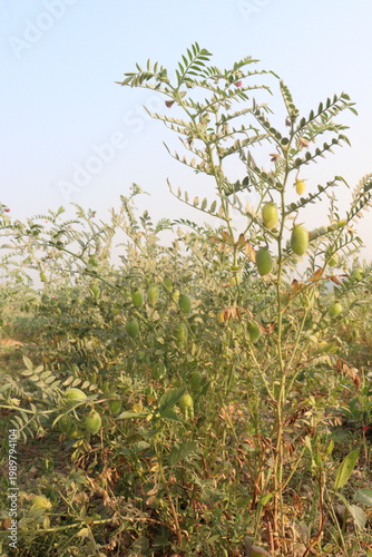 Chickpea plant on farm for harvest