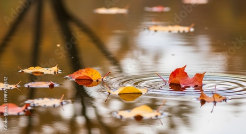 Autumn Leaves Floating Gently on Calm Water