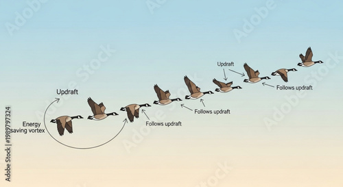 Diagram showing Canada geese flying in V formation using energy saving vortex and updraft for efficient bird migration path vector illustration