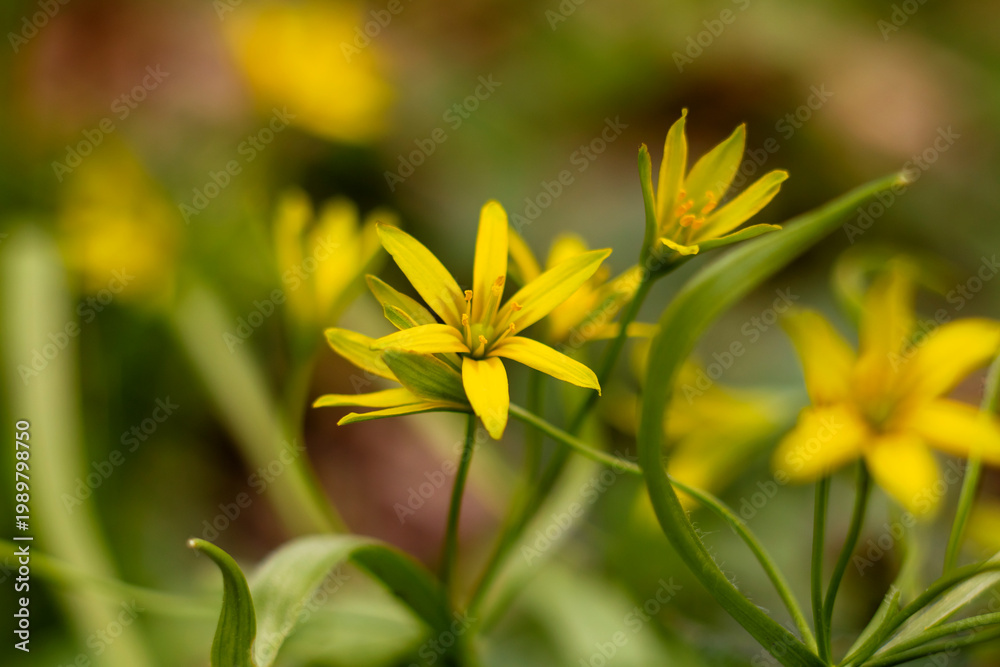 Obraz premium Fresh Gagea lutea blooms cover the woodland ground in early spring, highlighted by tender green leaves and diffused sunlight.
