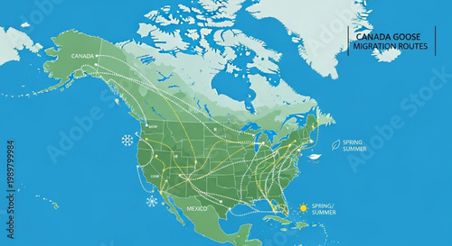 Detailed infographic map of Canada goose migration routes across North America showing seasonal movement patterns between breeding and wintering grounds