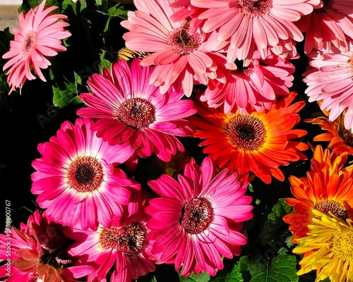 Tableau sur toile Background view of a cheerful bouquet of pink and magenta transvaal daisies (Gerbera jamesonii)