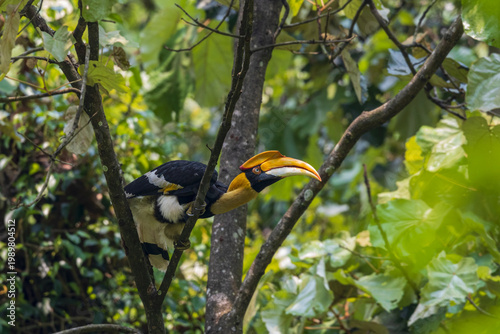 Great hornbill (Buceros bicornis), Female at Manas National Park, Assam, India