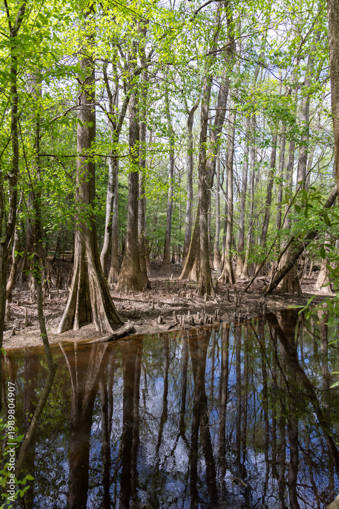 Obraz premium Cypress Trees and Reflection in Flooded Forest at Congaree National Park